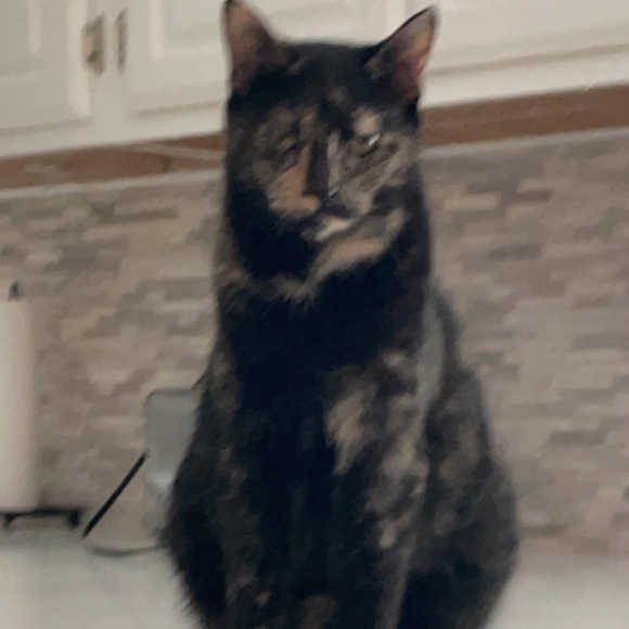 Meet your Posher, Sami - Picture 1 of 1